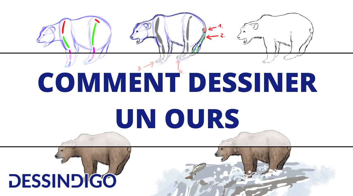 Dessiner un ours