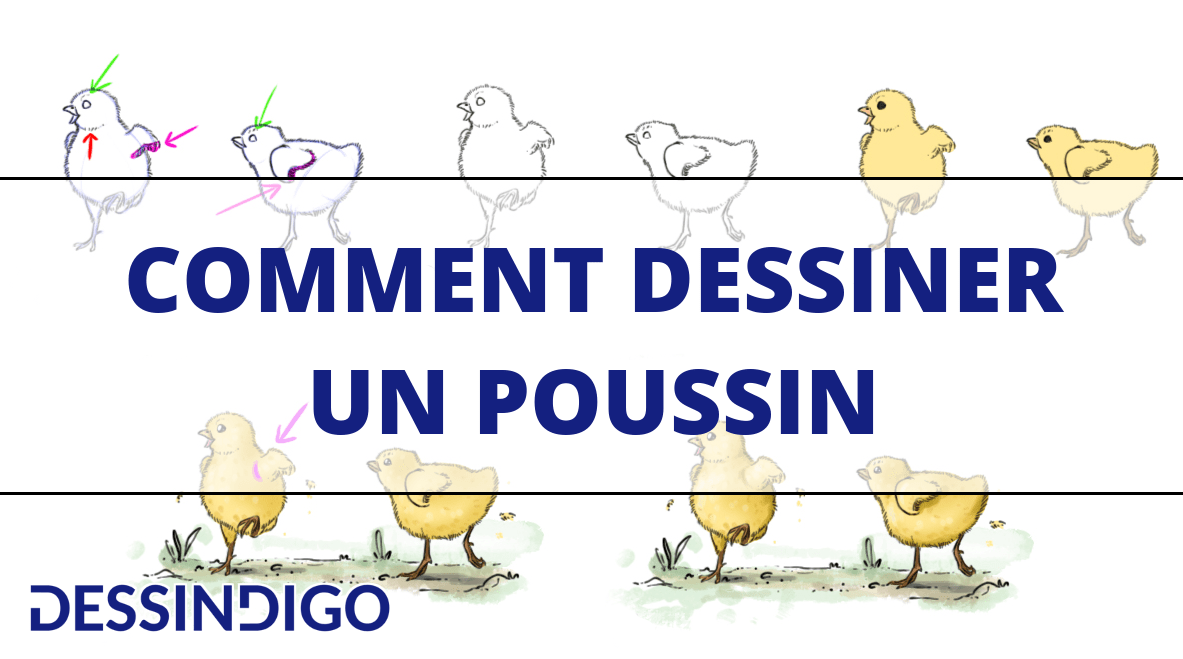 Réaliser un dessin de poussin