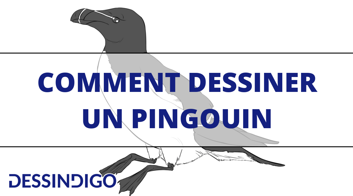 Comment dessiner un pingouin