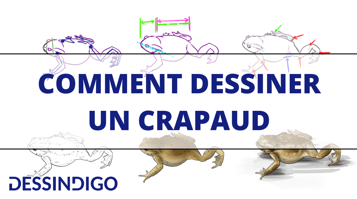 Comment dessiner un crapaud
