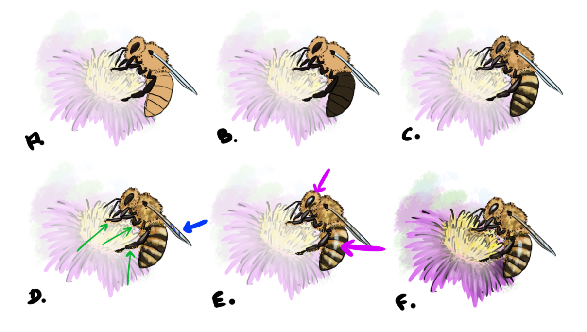 dessin final de l'abeille en couleur