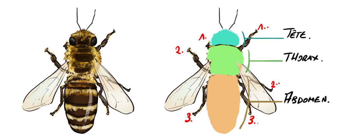 Schéma de la structure d'une abeille