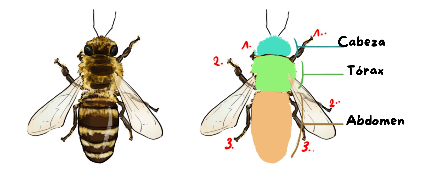 dibujar las alas de la abeja