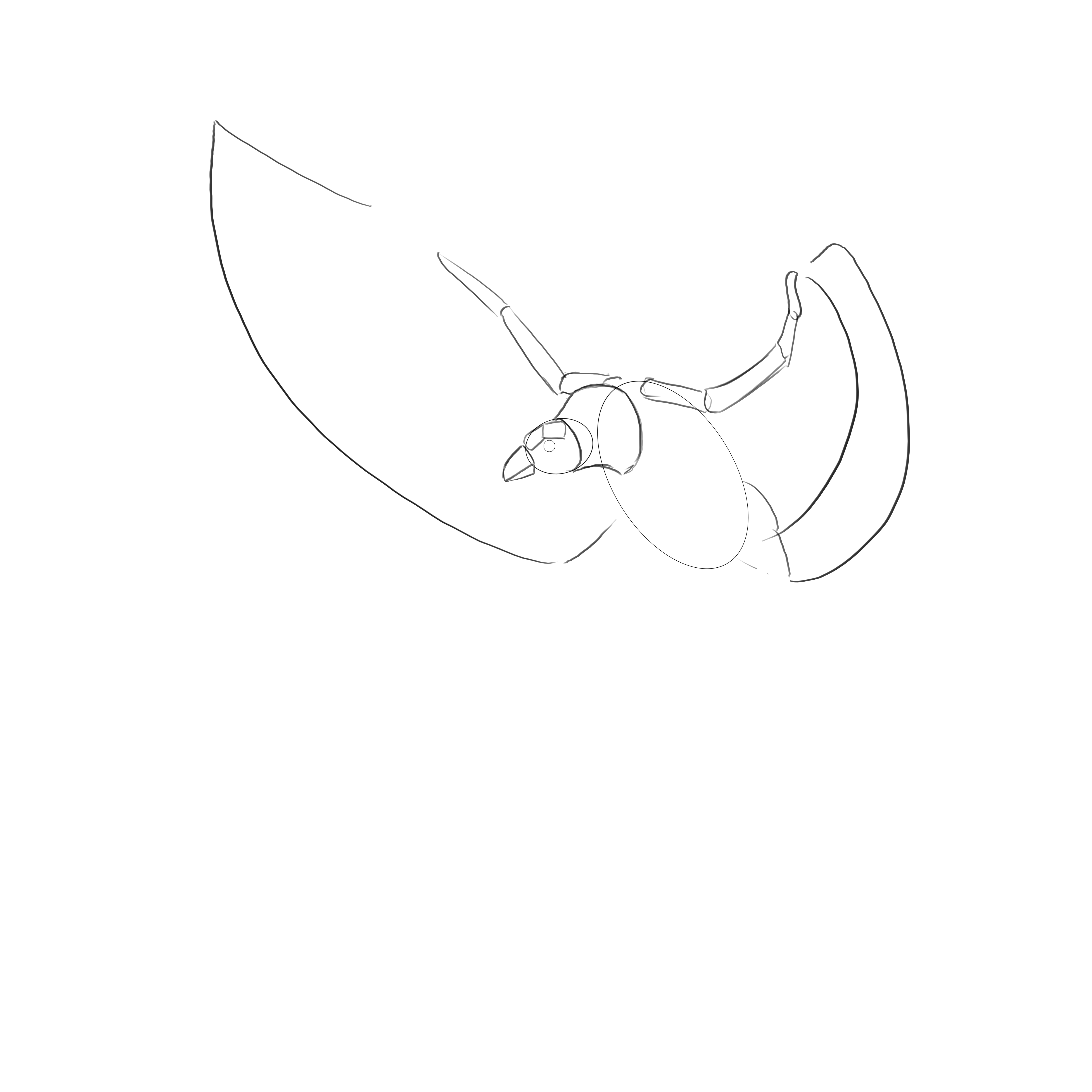 dessiner les ailes de l’aigle