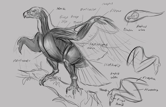 dessin anatomique des ailes de l’aigle