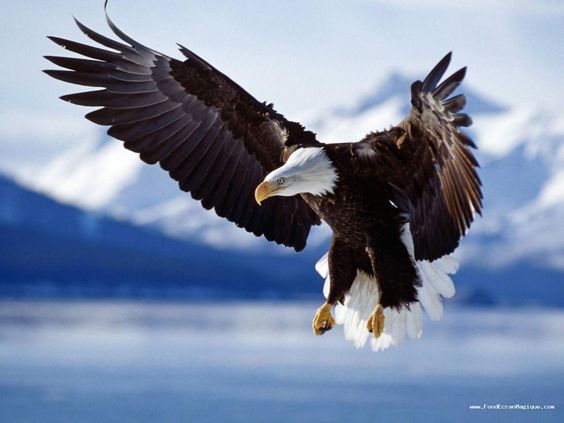 photo de référence pour le dessin de l’aigle