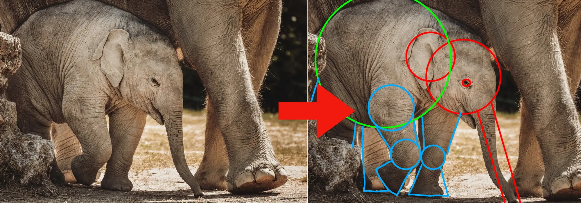 exemple d’une image d’éléphanteau à dessiner aux feutres à alcool