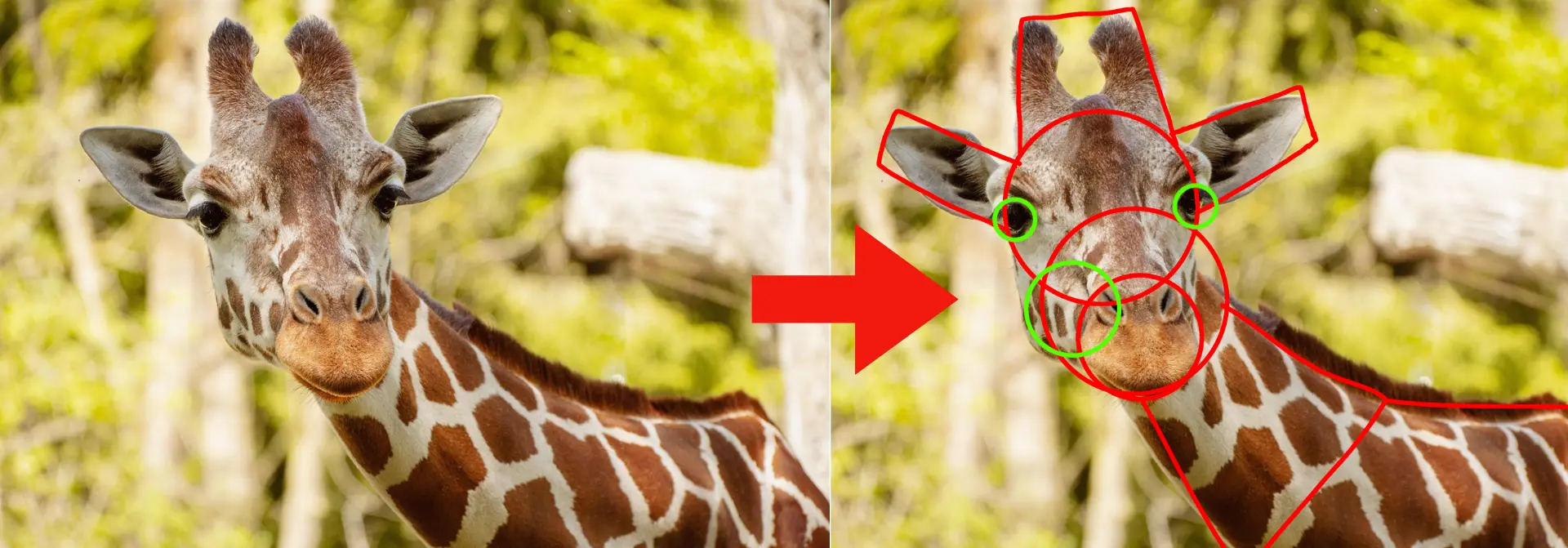 exemple d’une image de girafe à dessiner aux feutres à alcool