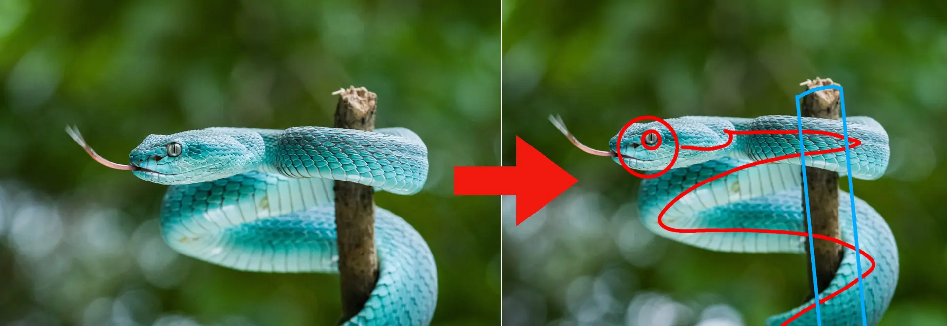 exemple d’une image de serpent à dessiner aux feutres à alcool