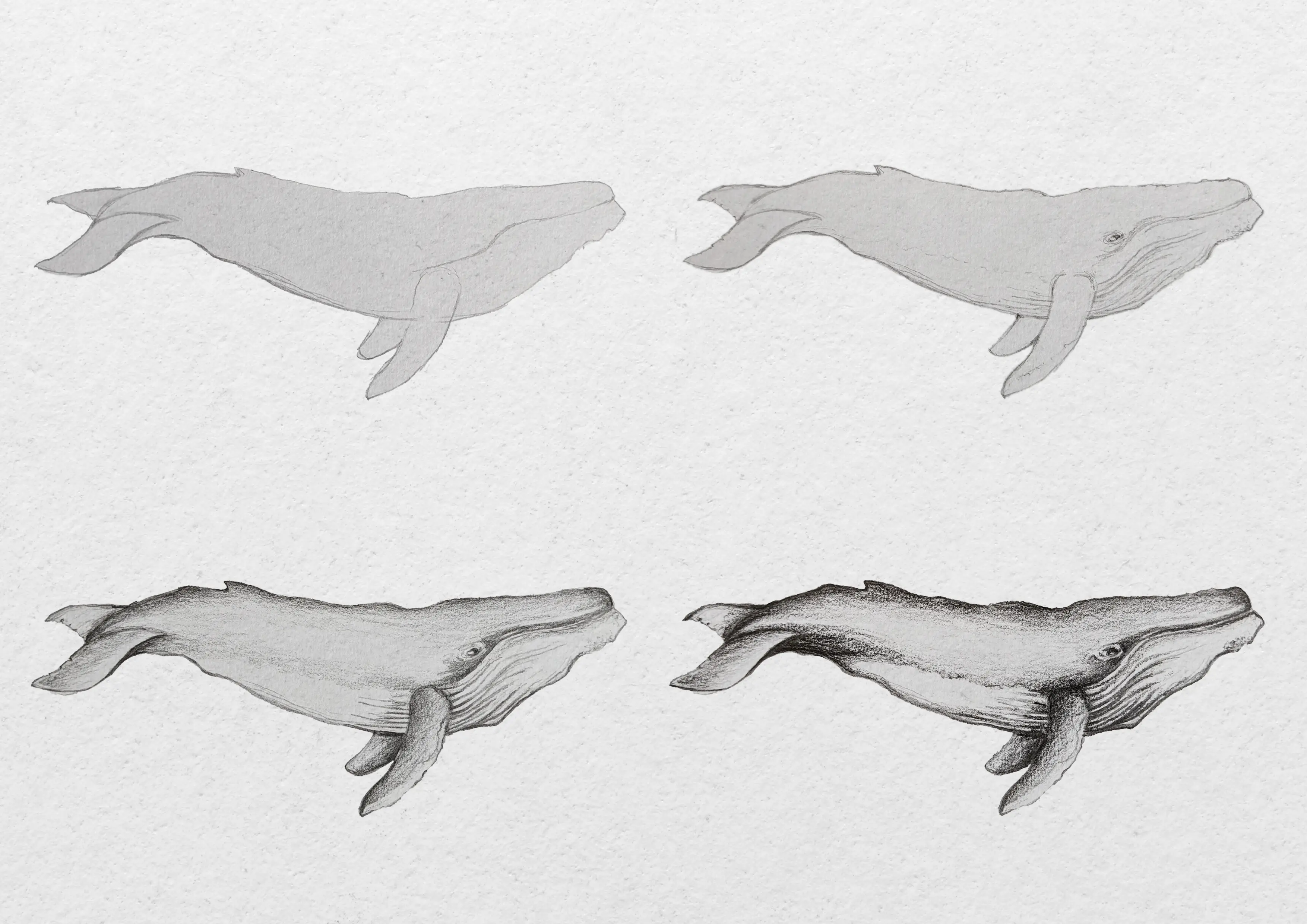 dessiner une baleine par étapes