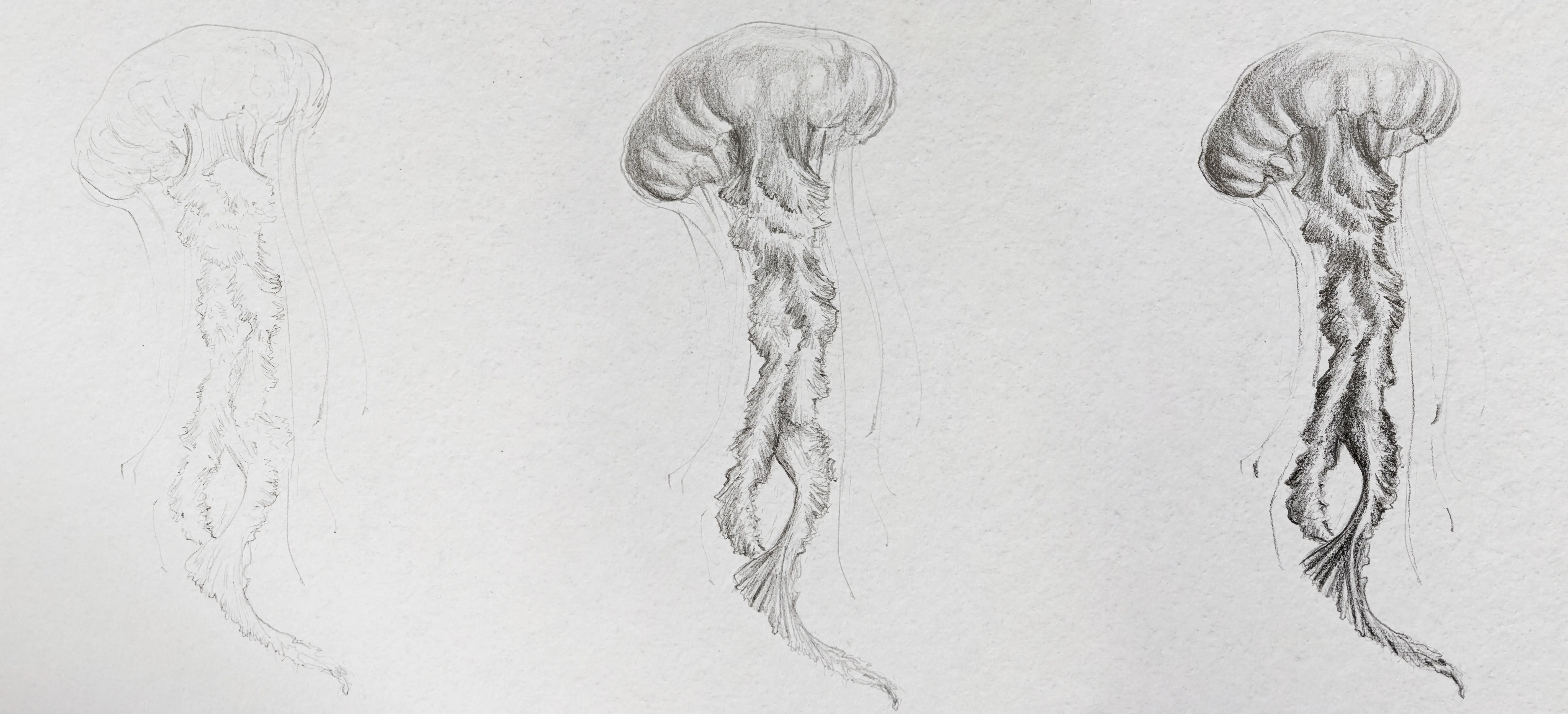 dessiner une méduse par étapes