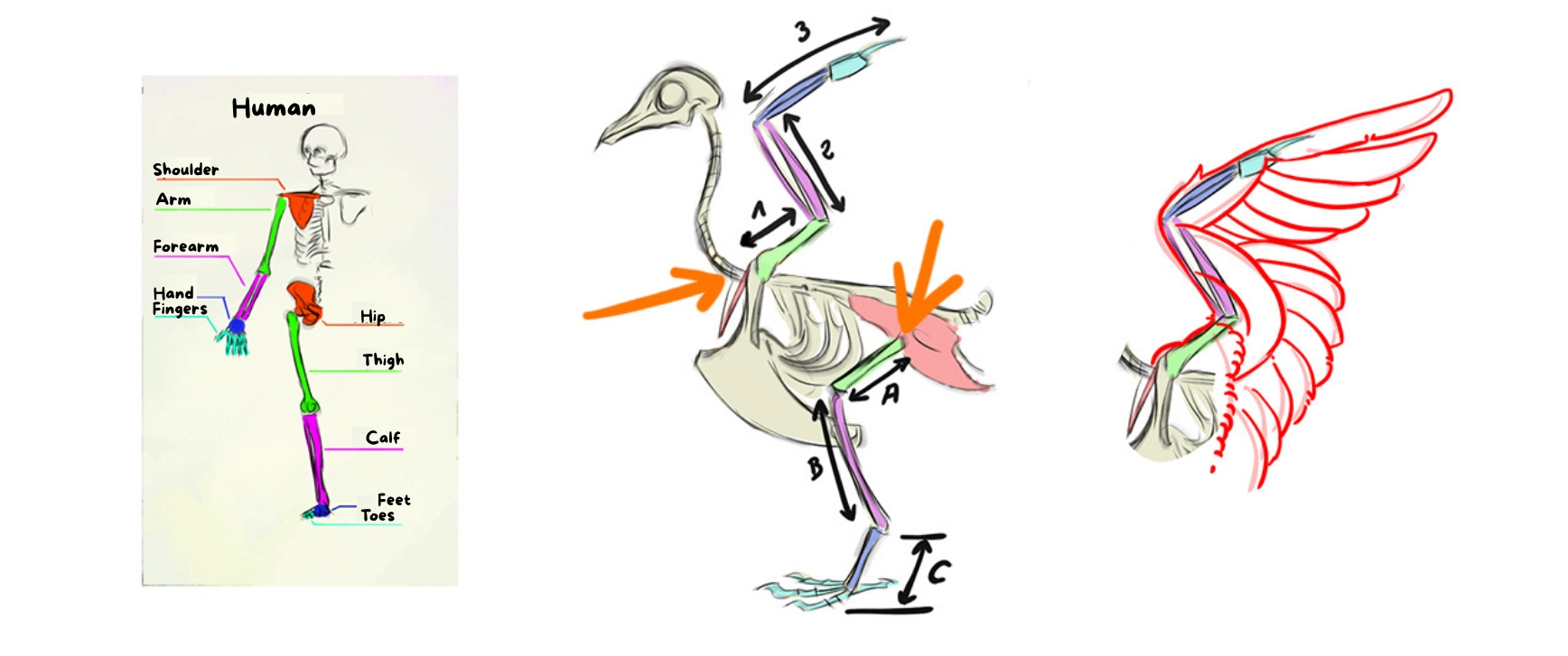 illustration of the anatomy of a bird compared to a human