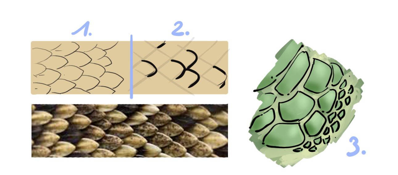 dessiner les écailles des animaux