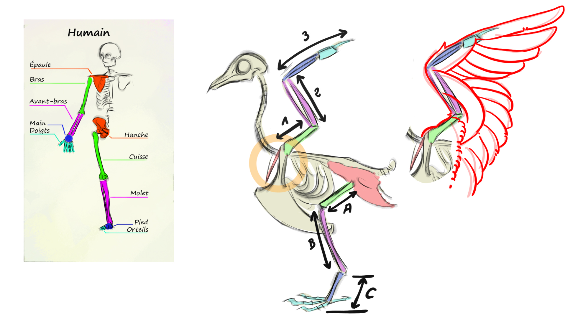 dessin d’un oiseau