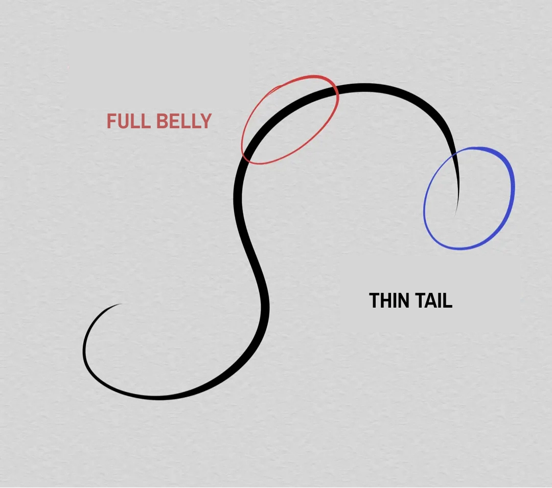 thickness of the main curve of an arabesque