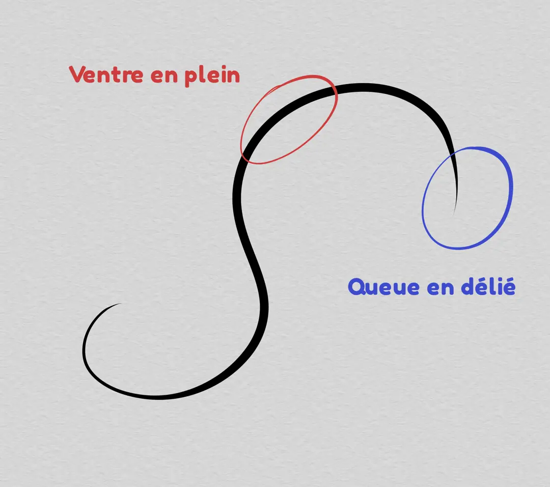 dessin de courbe principale d’une arabesque