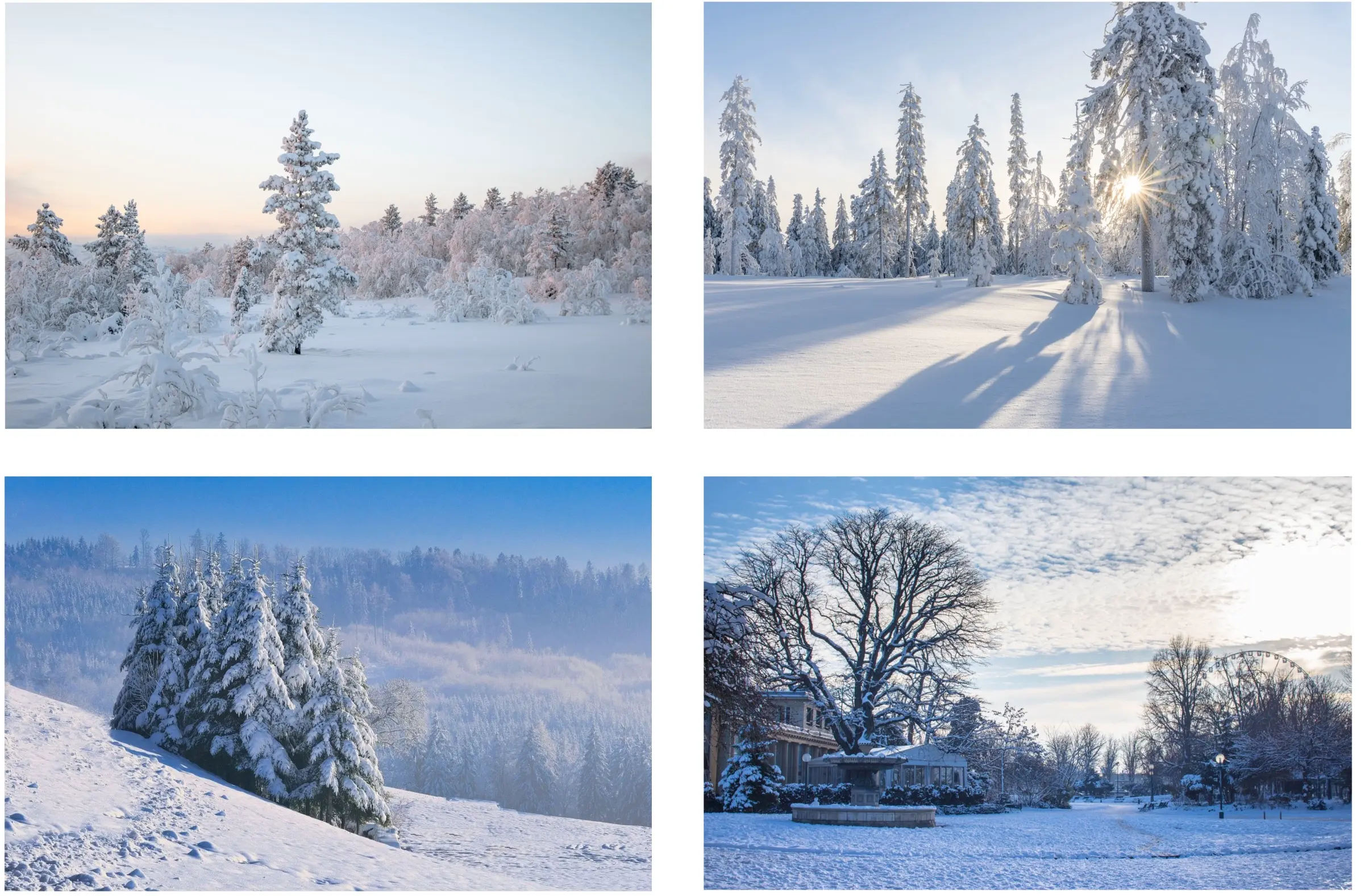 photos d’arbres enneigés