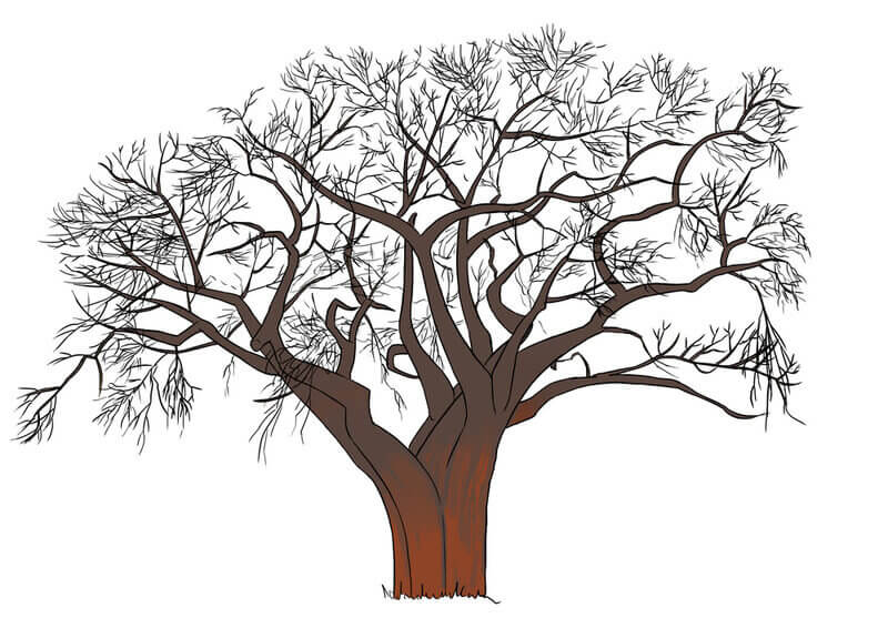 Application de la couleur au baobab