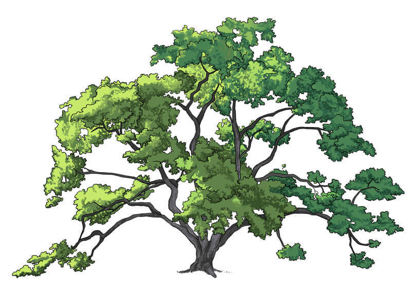 Dessin final du chêne