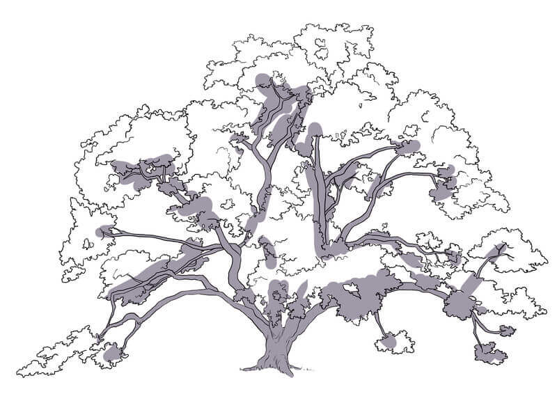 Application de la première teinte au chêne