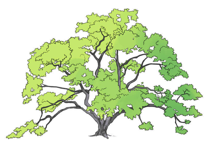 Suite de l'application de la couleur aux feuilles du chêne