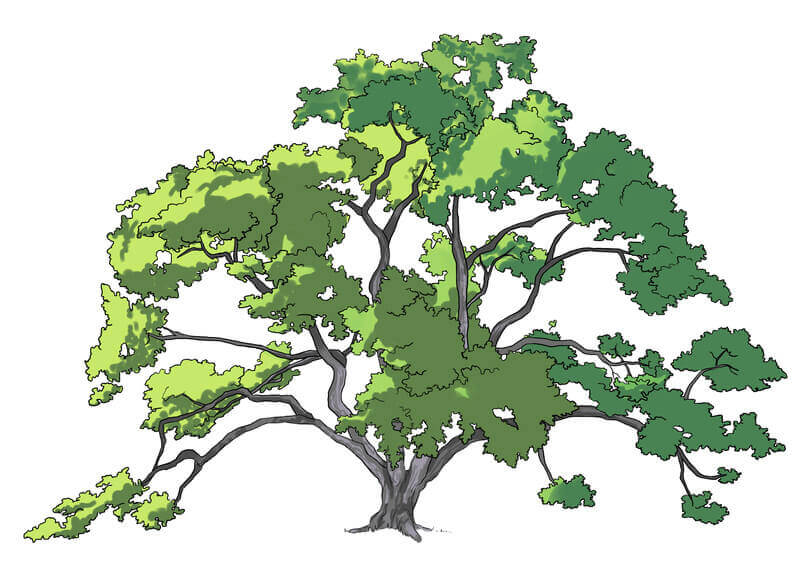 Suite de l'application de la couleur aux feuilles du chêne