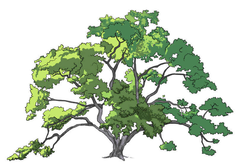 Application de la couleur aux feuilles du chêne, étape 6