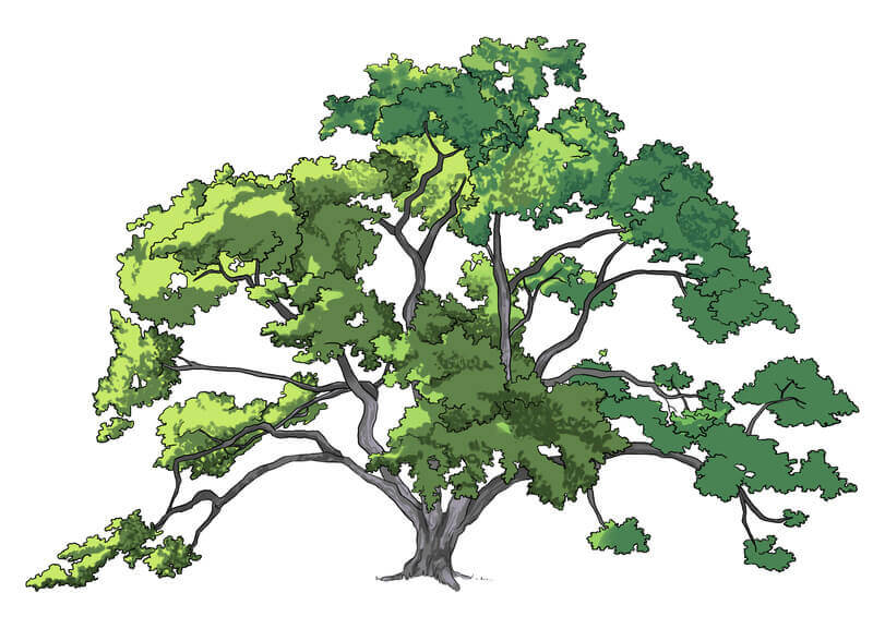 Application de la couleur aux feuilles du chêne, étape 7