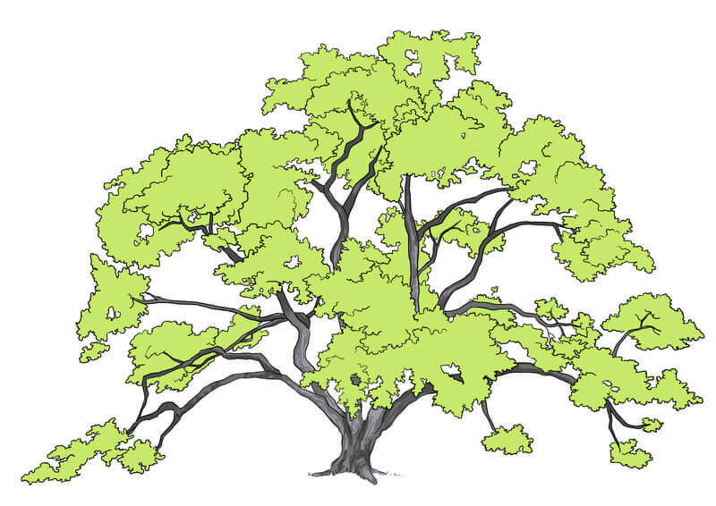 Application de la couleur aux feuilles du chêne