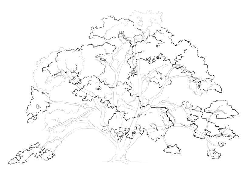 Suite du dessin du feuillage du chêne