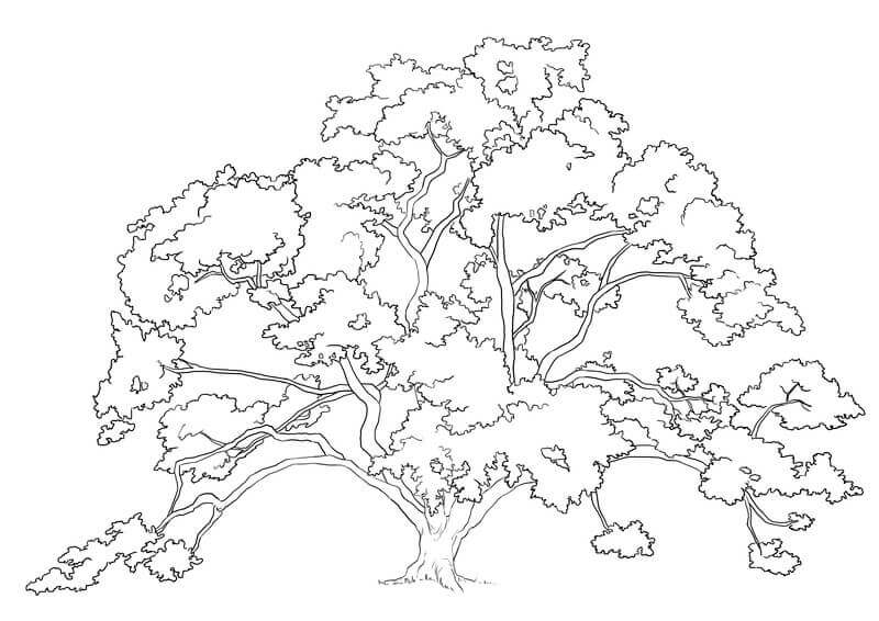 Fin du dessin du feuillage du chêne