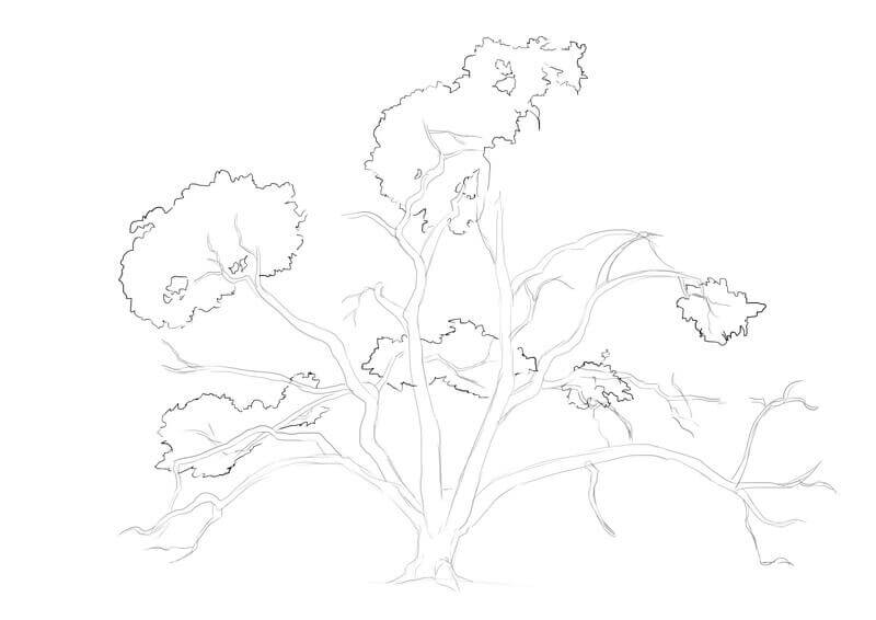 Dessin du feuillage du chêne