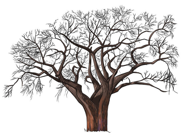 Dessin final du baobab