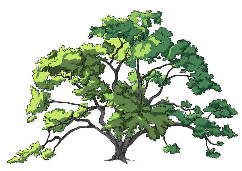 Ombrage des feuilles du chêne