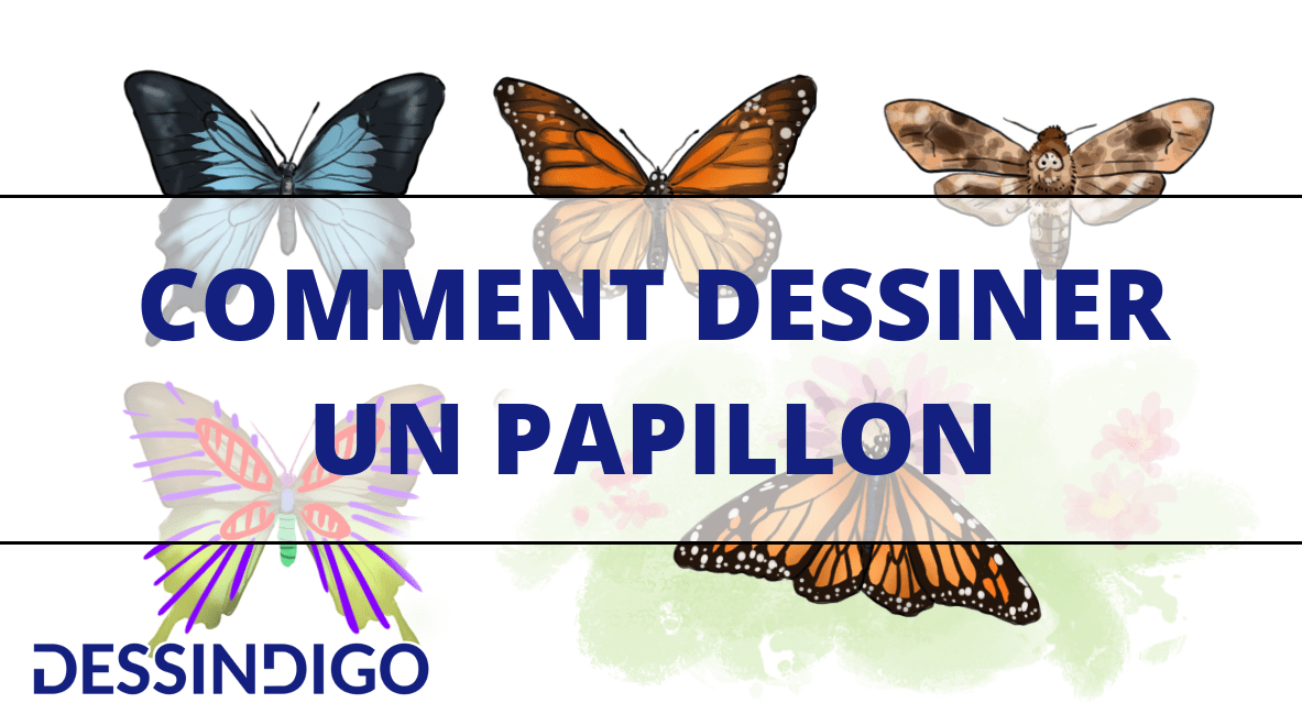 Comment dessiner un papillon