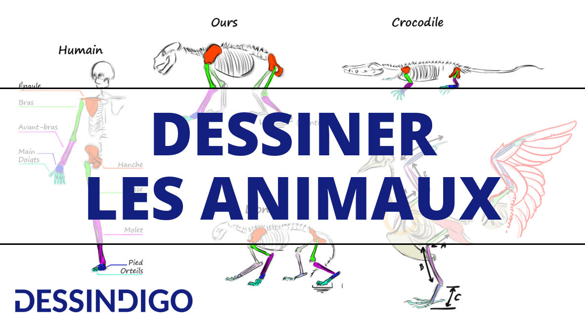 Apprendre à dessiner différents animaux