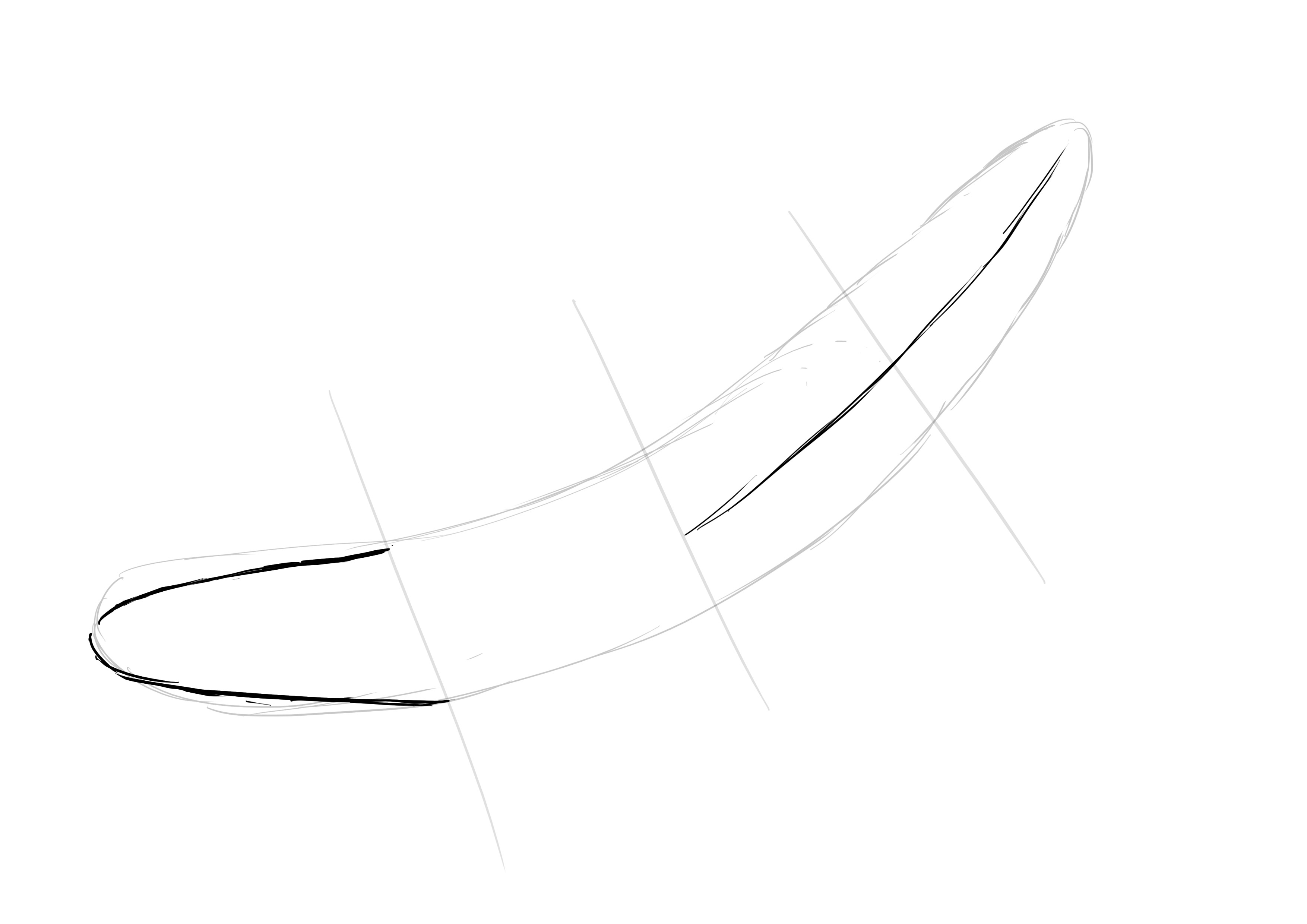 dessiner les muscles de la baleine