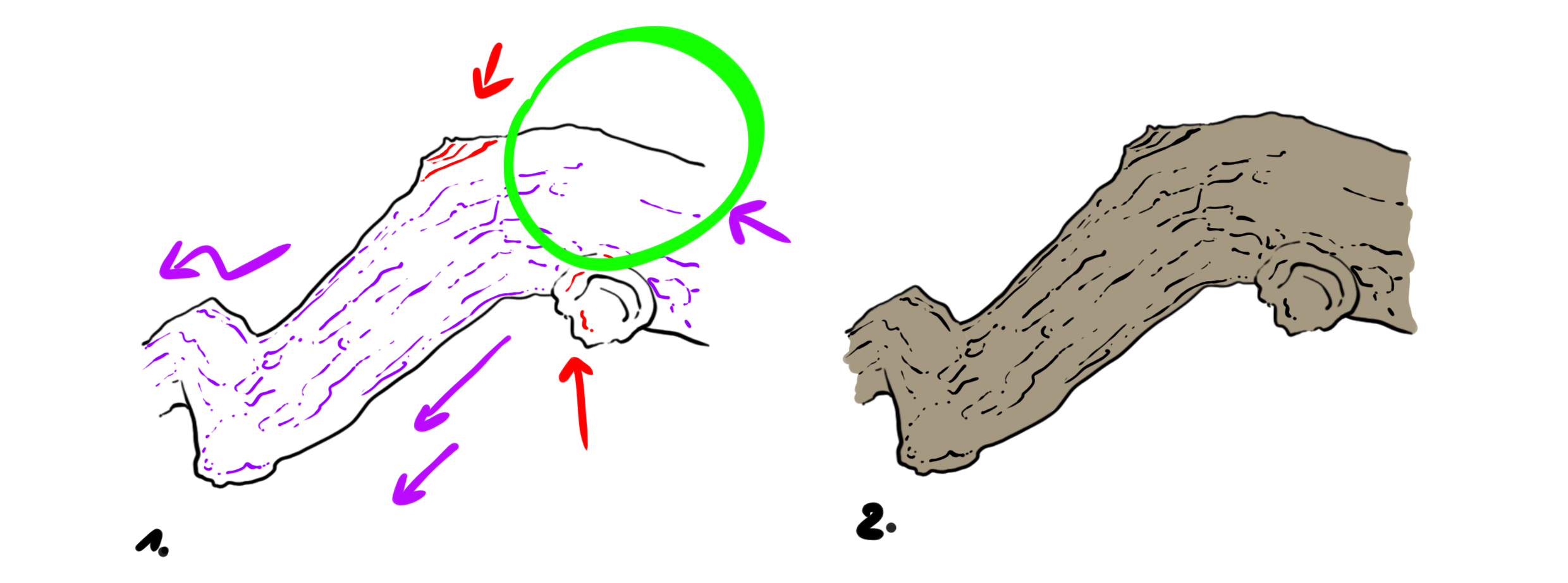 dessiner une branche en couleur 1