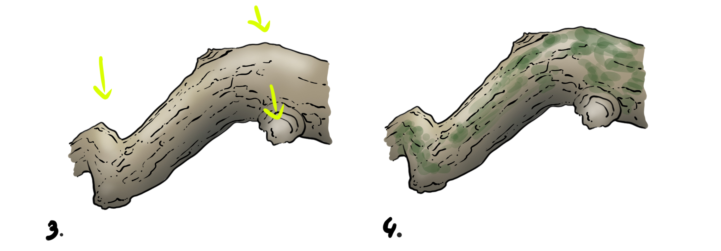 dessiner une branche en couleur 2