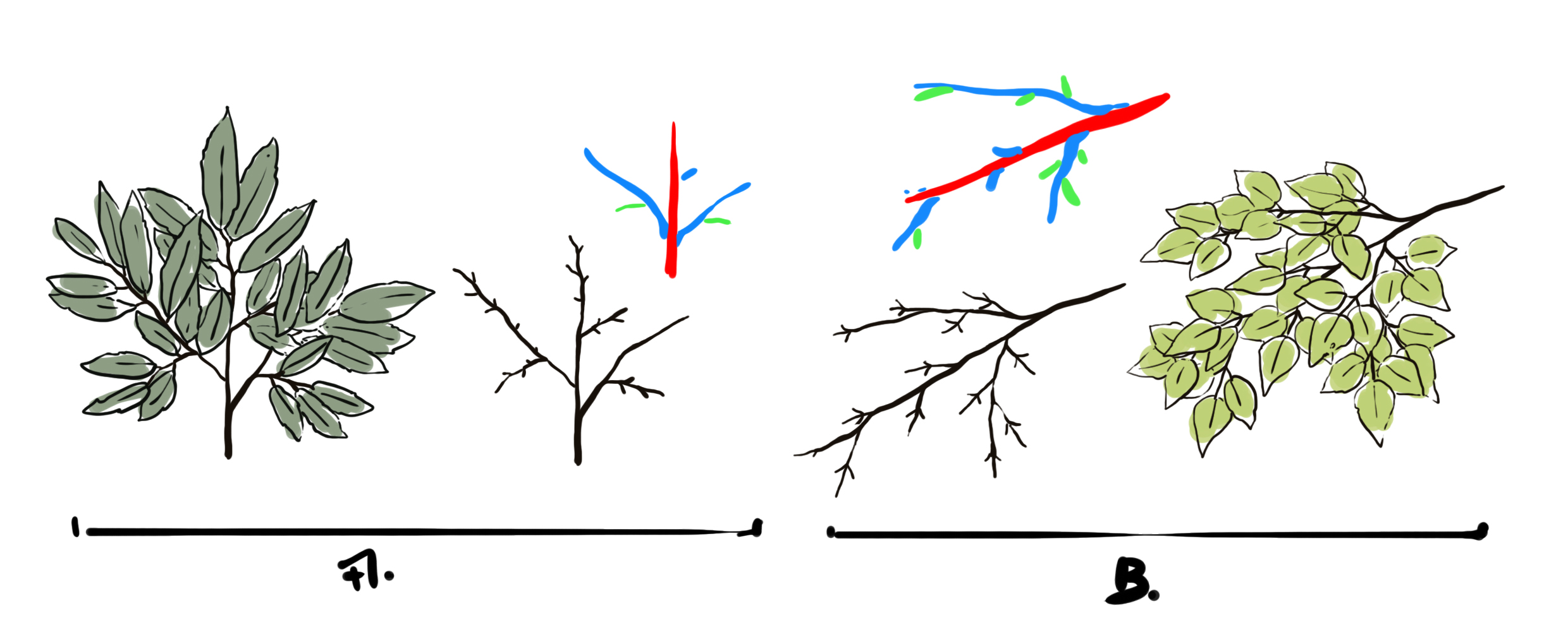 dessiner les feuilles des branches