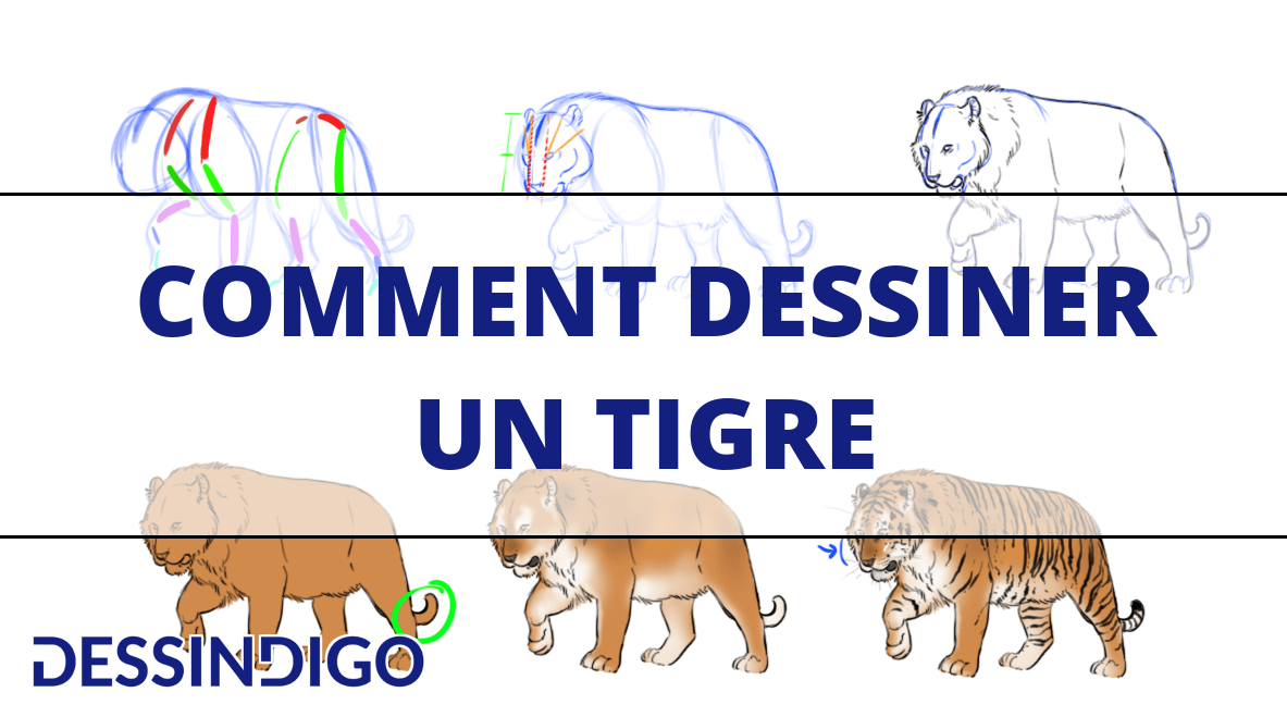 Comment dessiner un tigre