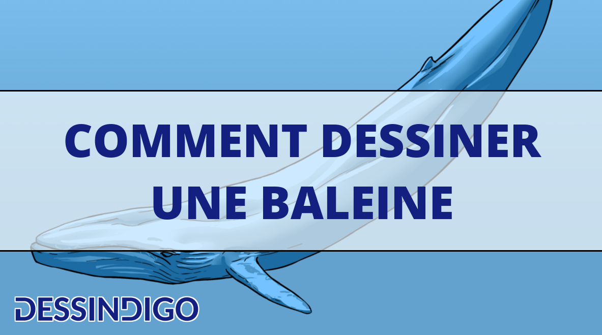 Comment dessiner une baleine
