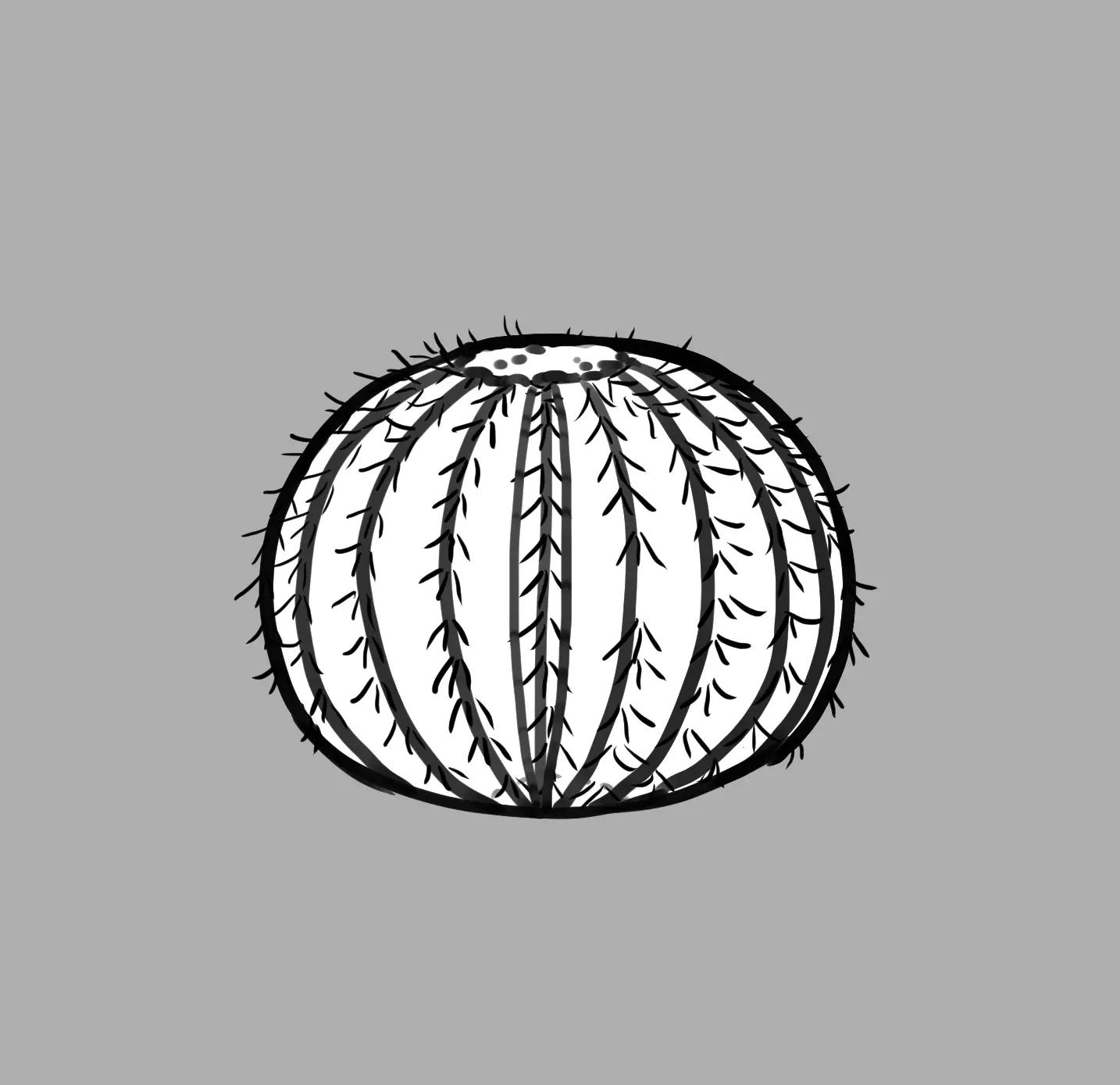 dessin d’un cactus arrondi