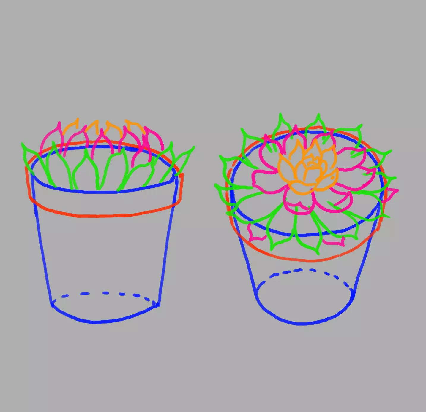 dessin des détails de la plante echeveria