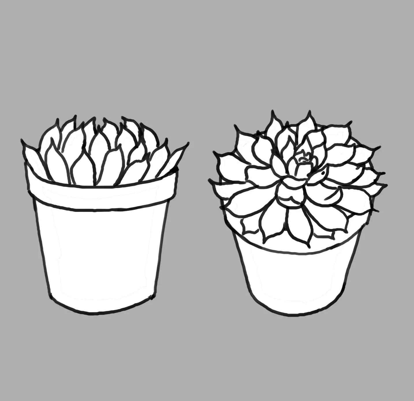 dessin d’un echeveria