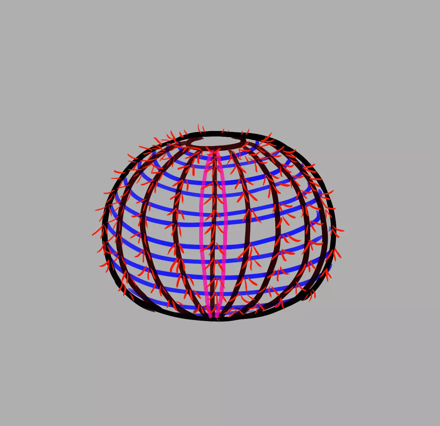 dessin des épines du cactus arrondi