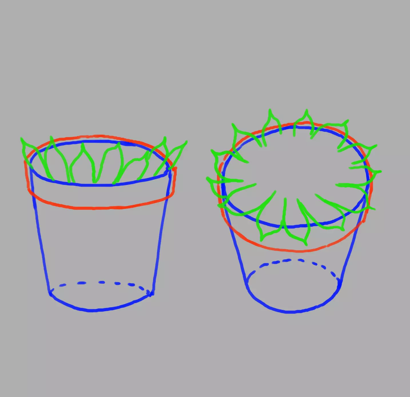 dessin des feuilles d’echeveria