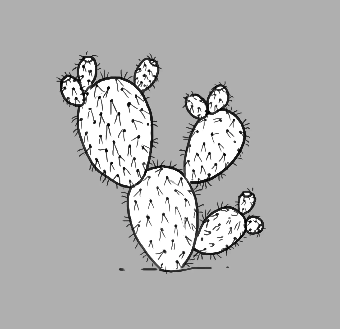 dessin du figuier de barbarie