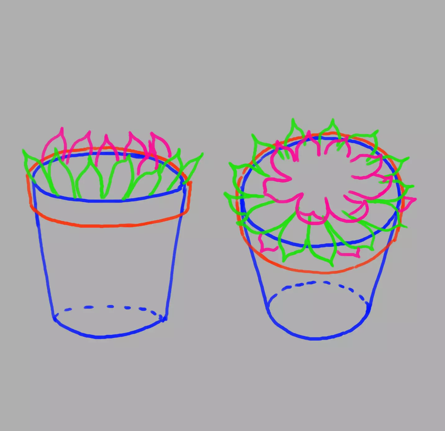 dessin de la plante d’echeveria