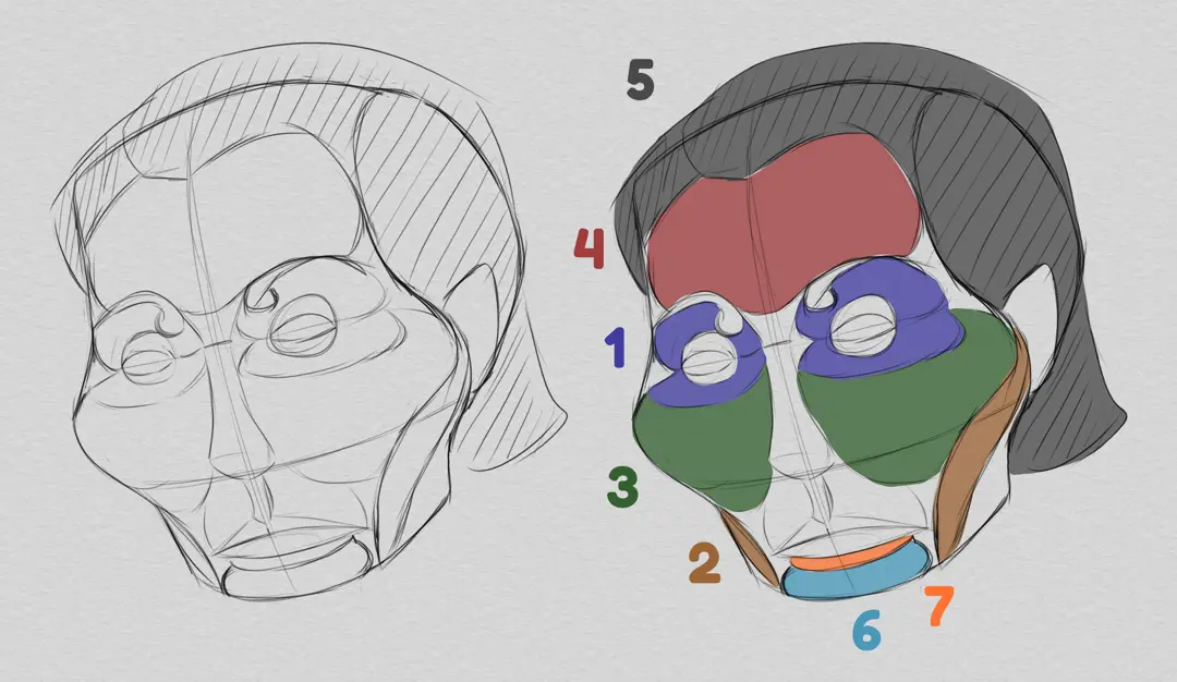dessiner les volumes d’une caricature d’après photo